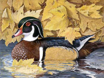 wooduck