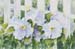 petunias