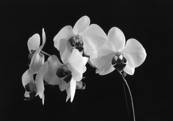 orchids