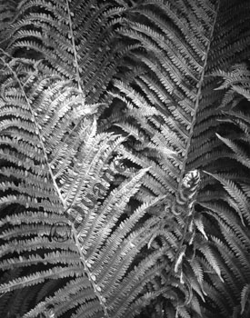 ferns