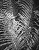 ferns