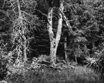roadside trees