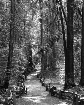 california redwoods
