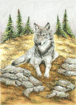 wolf_babe
