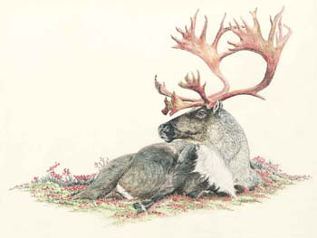caribou