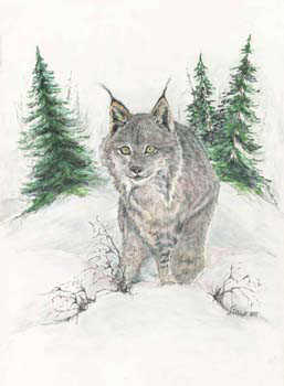 Lynx