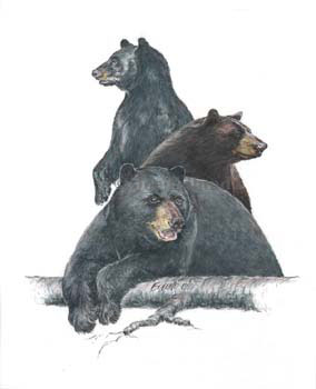 schuttes bears