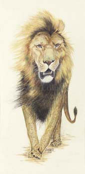 lion