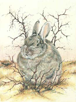 rabbit