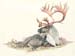 caribou