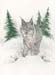 bobcat
