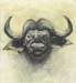 muskox