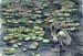 heron