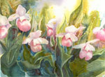 showy ladyslipper