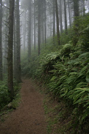 into the woods