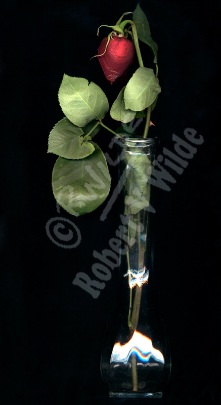Last Rose