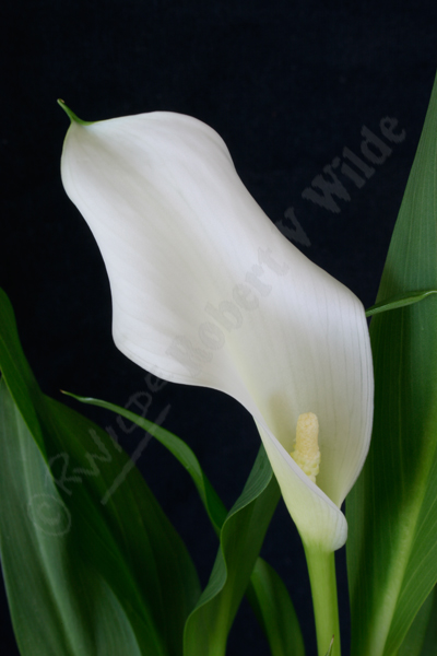 Calla-Lily