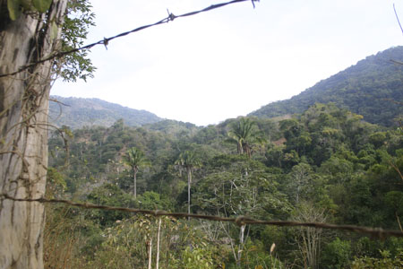 mexican jungle