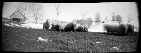 sheep