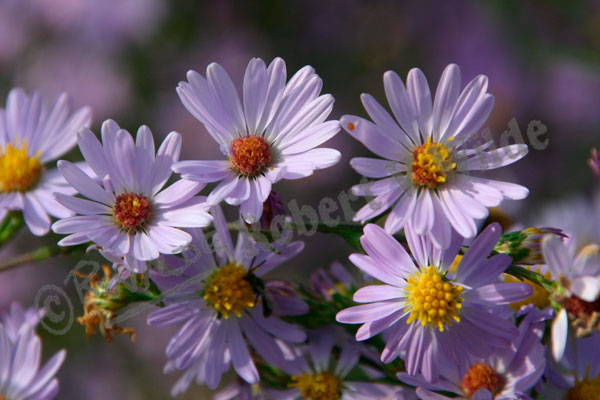 asters